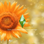 Sunflowers in summer glitter loading screen logo