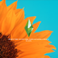 Blooming Sunflower Loading Screen logo