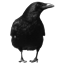 Ravens' Fantasy World logo