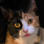 Kat's Pack for Cool Cats logo