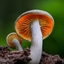 There isn't MUSHroom logo