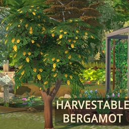 Harvestable Bergamot by icemunmun translation into Spanish