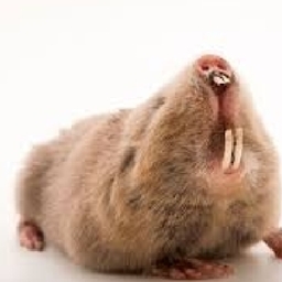 RatatoposSMP logo