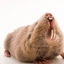RatatoposSMP logo
