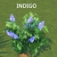 HARVESTABLE INDEX by icemunmun Translation into Spanish