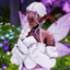 Fairy poses