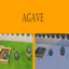 Agave Harvestable | Chinese Translation