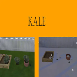 Kale Harvestable | Chinese Translation