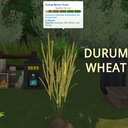 HARD WHEAT by icemunmun Translation into Spanish