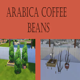 Arabica Coffee Bean Harvestable | Chinese Translation