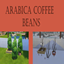 Arabica Coffee Bean Harvestable | Chinese Translation