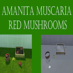 Amanita Muscaria Red Mushroom Harvestable | Chinese Translation