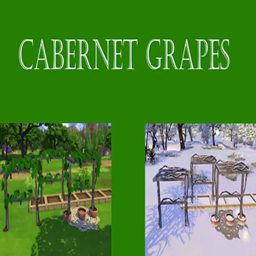 Cabernet Grape Harvestable | Chinese Translation