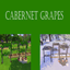 Cabernet Grape Harvestable | Chinese Translation