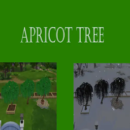 Apricot Harvestable | Chinese Translation