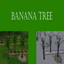 Banana Harvestable | Chinese Translation