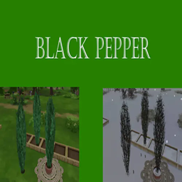 Black Pepper Harvestable | Chinese Translation