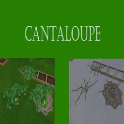 Cantaloupe Harvestable | Chinese Translation