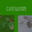 Cantaloupe Harvestable | Chinese Translation