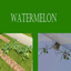 Watermelon Harvestable by KingZace | Chinese Translation logo