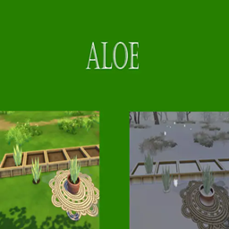 Aloe Harvestable | Chinese Translation