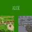 Aloe Harvestable | Chinese Translation