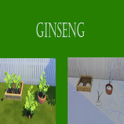 Ginseng Harvestable | Chinese Translation