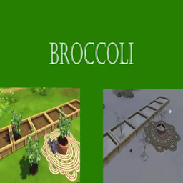 Broccoli Harvestable | Chinese Translation