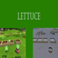 Lettuce Harvestable | Chinese Translation