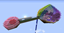 Rainbow Sky Biodome logo