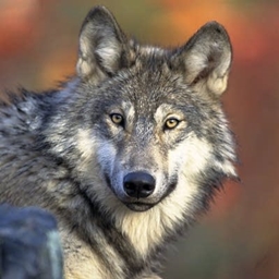 Wolf's Rubies