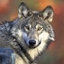 Wolf's Rubies logo