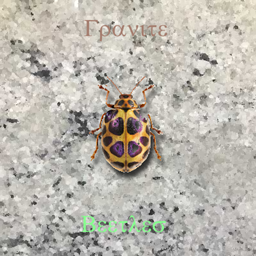 Granite Beetles logo