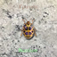 Granite Beetles logo