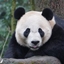 A Panda Creation logo