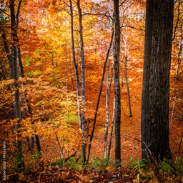 Autumnal Adventure logo