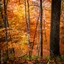 Autumnal Adventure logo