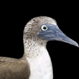 Sulidae Utils logo