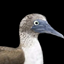 Sulidae Utils logo