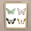 Butterfly & Moth Collection Wall Art logo