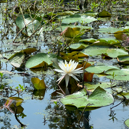 The Nine