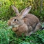 SCRUMBLEBUNS logo