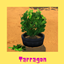 Tarragon logo