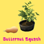 Butternut Squash logo