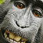 Ape Adventure logo