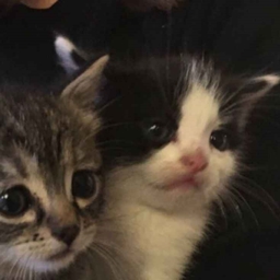 MNZDC PACK logo