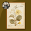Classic Plant Painting #2 Sellable Extra A Samtuse963 logo