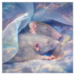 My Rat Pack logo