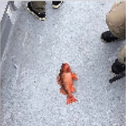 fish (real) - Files - Minecraft Mods - CurseForge