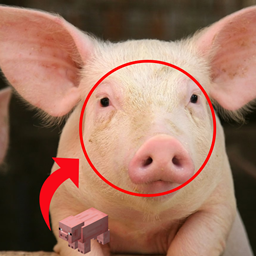 IS THAT A PIG project image